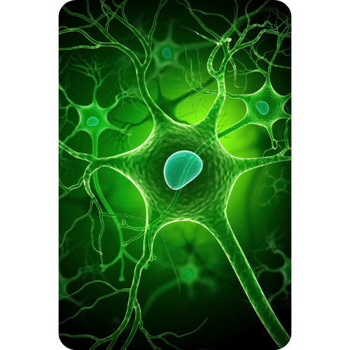 Descreva a imagem...